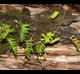 Pleopeltis polypodioides-var- michauxiana